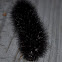 Giant Leopard Moth caterpillar