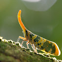 Pyrops candelarius