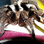 Araña Pollito