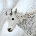 Biodiversity of Glacier National Park!