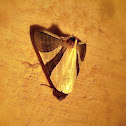 Noctuid Moth.