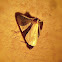 Noctuid Moth.