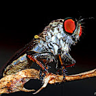 Robber Fly