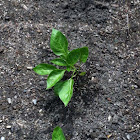 Italian wax pepper