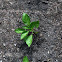 Italian wax pepper
