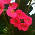 Samona