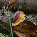 Red Banded Polypore