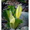 Western Skunk Cabbage