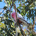 Galah