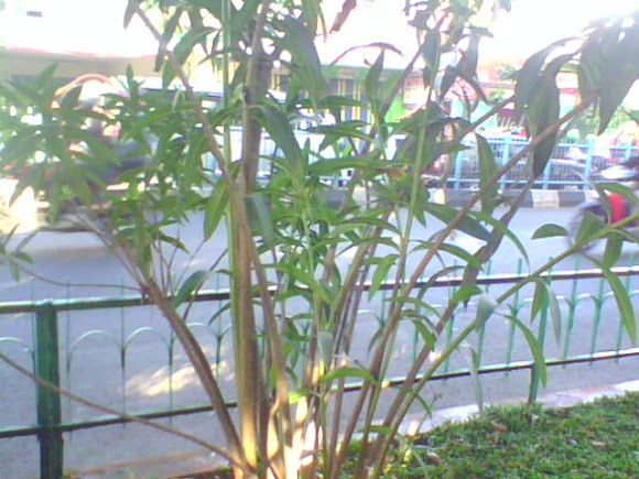 Spotting Image 1