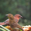 Red throated ant tanager