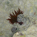 Sea anemone