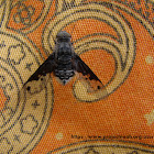 Bombyliidae fly(bee fly)