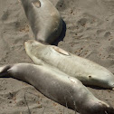 Sea Lion