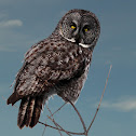 Great Grey Owl