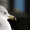 Ring-billed Gull
