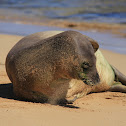 Hawaiian Monk Seal