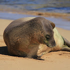 Hawaiian Monk Seal