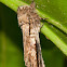 Moth