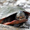 Red Bellied Turtle
