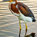 Tricolored Heron