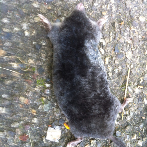 European Mole Mole) Project Noah