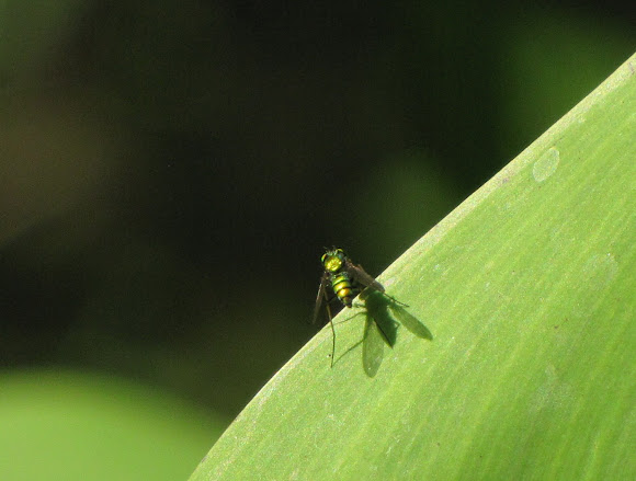 Spotting Image 1