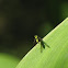 Condylostylus