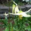 Qregon Fawn Lily