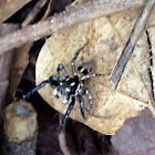 Twinflagged Jumping Spider