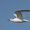 Sandwich Tern