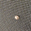 Ash Gray Ladybug