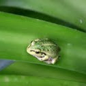 Motorbike frog