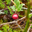 tyttebær
