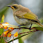 Brown Honeyeater