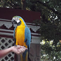 guacamaya azul y oro