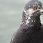 Rock Pigeon