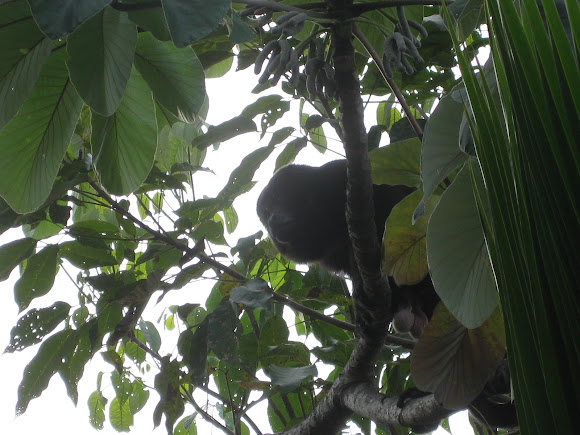 Spotting Image 1