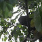 Howler Monkey