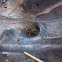 Funnel Spider 