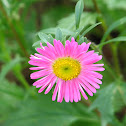 Gerbera Daisy