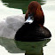 Common Pochard