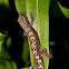 Mourning Gecko