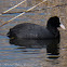 Coot; Focha Común