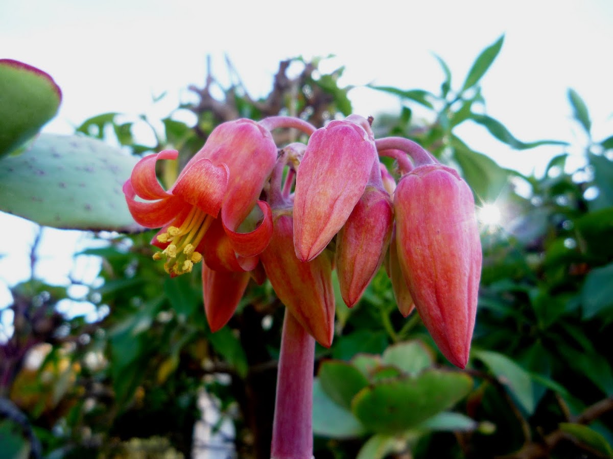 Campanas rojas