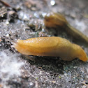 Slug