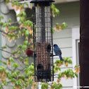 Indigo Bunting