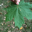 Sugar maple