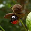 Trichilia