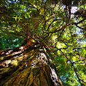 Redwood Tree